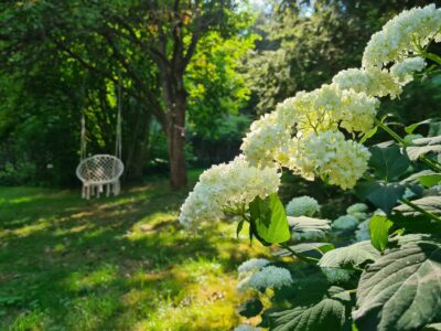 ziedi un šupuļkrēsls